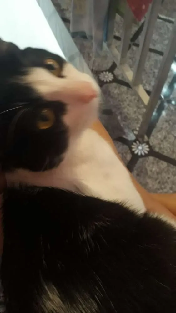 Gato ra a Vira-lata idade 1 ano nome Nino
