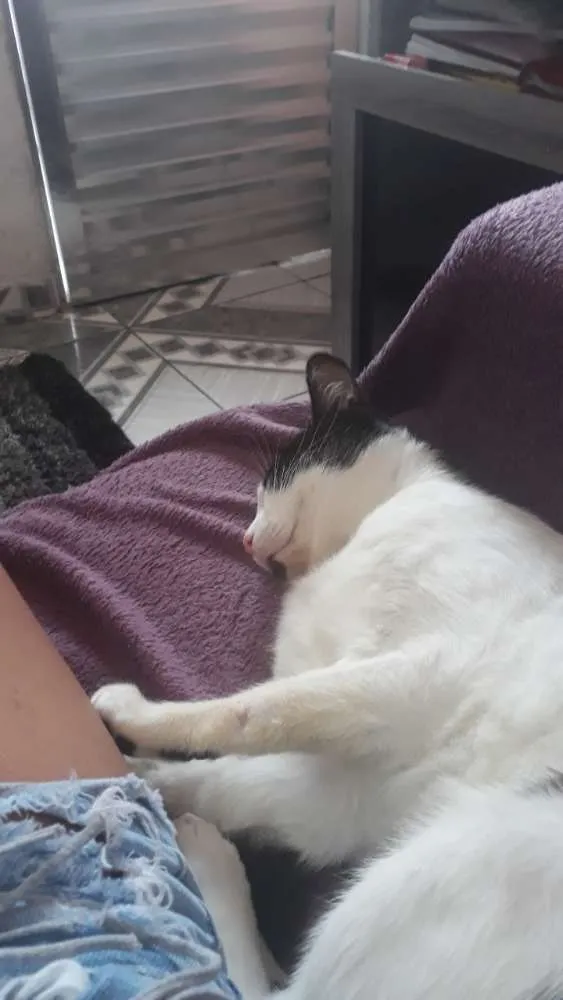 Gato ra a Vira-lata idade 1 ano nome Nino