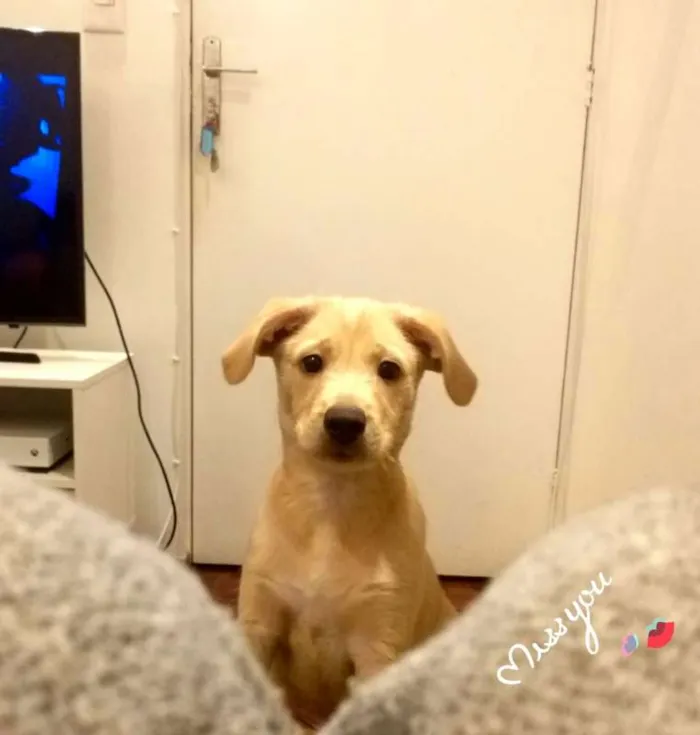 Cachorro ra a Labrador + outro idade 2 a 6 meses nome Luke