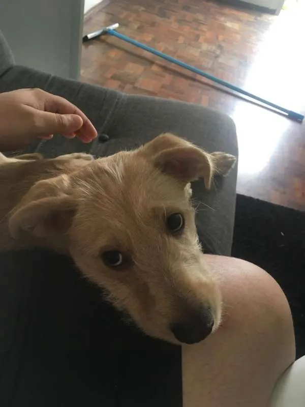 Cachorro ra a Labrador + outro idade 2 a 6 meses nome Luke