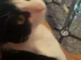 Nino