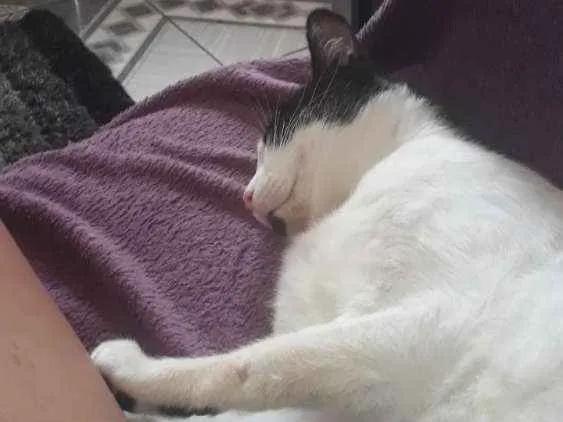 Gato ra a Vira-lata idade 1 ano nome Nino