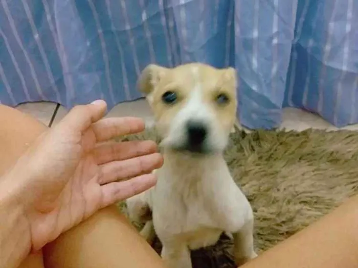 Cachorro raça Vira-lata idade 2 a 6 meses nome Teddy e pantera