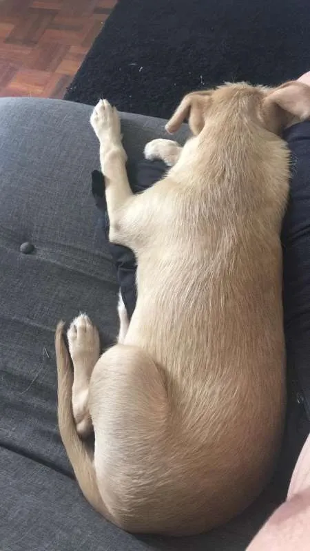 Cachorro ra a Labrador + outro idade 2 a 6 meses nome Luke