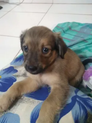 Cachorro raça Vira lata idade 2 a 6 meses nome Sem nome