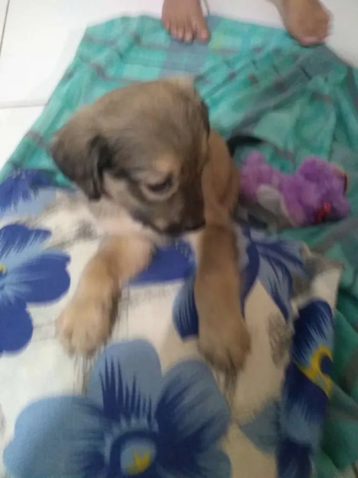 Cachorro ra a Vira lata idade 2 a 6 meses nome Sem nome