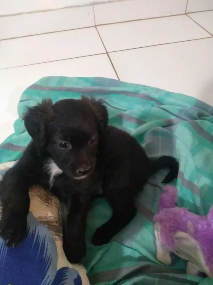 Cachorro ra a Vira lata idade 2 a 6 meses nome Sem nome