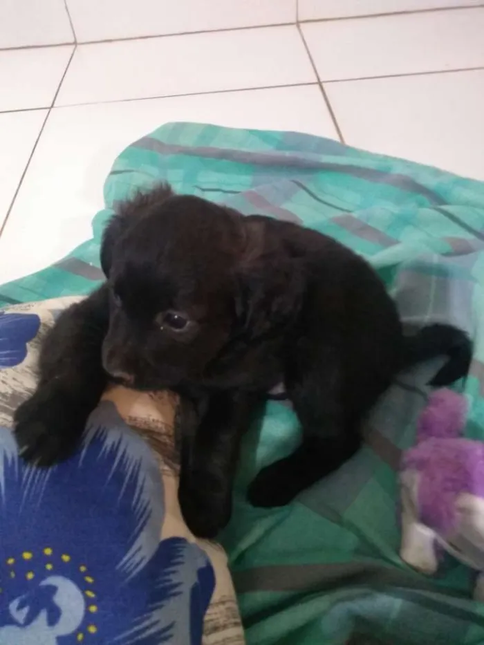 Cachorro ra a Vira lata idade 2 a 6 meses nome Sem nome