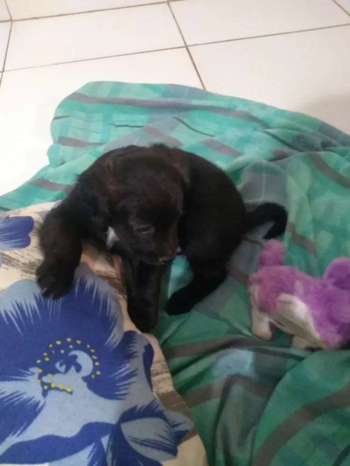 Cachorro ra a Vira lata idade 2 a 6 meses nome Sem nome