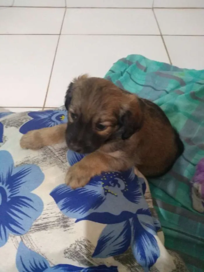 Cachorro ra a Vira lata idade 2 a 6 meses nome Sem nome