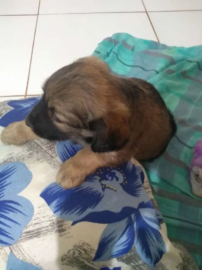 Cachorro ra a Vira lata idade 2 a 6 meses nome Sem nome