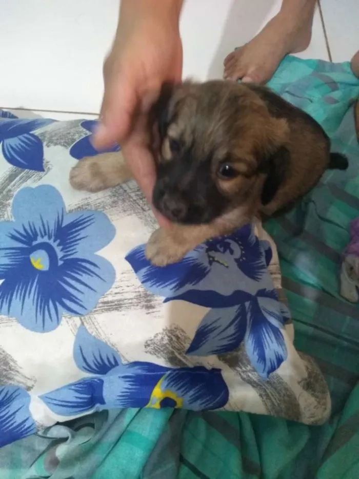 Cachorro ra a Vira lata idade 2 a 6 meses nome Sem nome