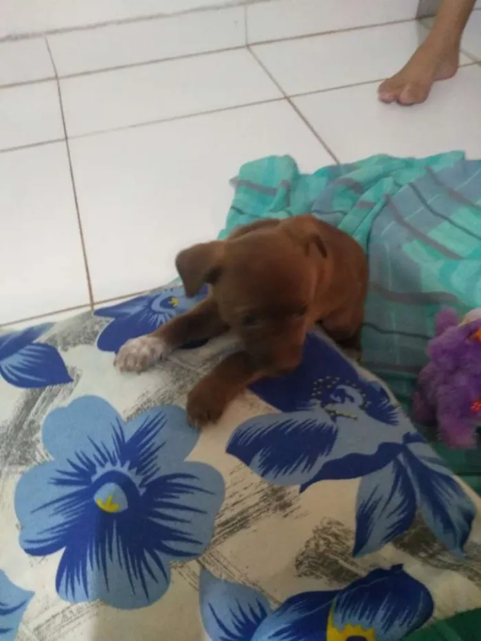 Cachorro ra a Vira lata idade 2 a 6 meses nome Sem nome