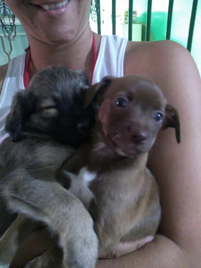 Cachorro ra a Vira lata idade 2 a 6 meses nome Sem nome