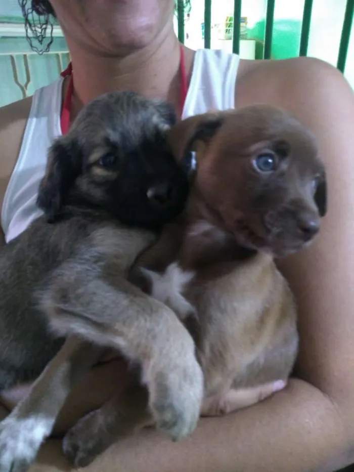 Cachorro ra a Vira lata idade 2 a 6 meses nome Sem nome