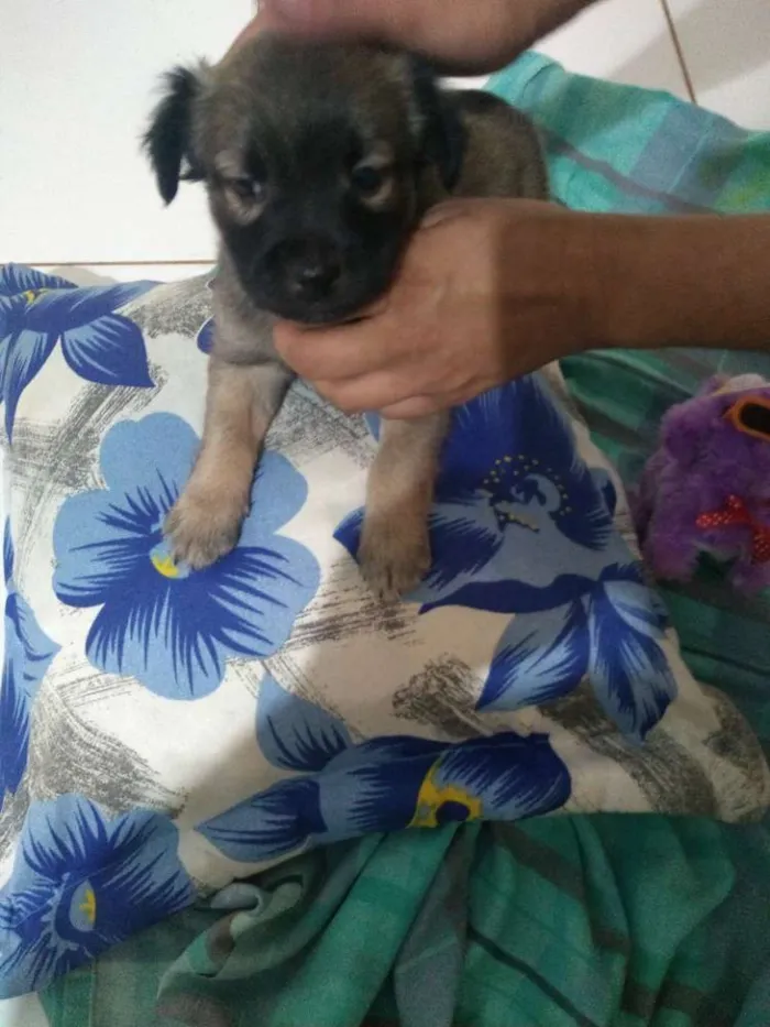 Cachorro ra a Vira lata idade 2 a 6 meses nome Sem nome