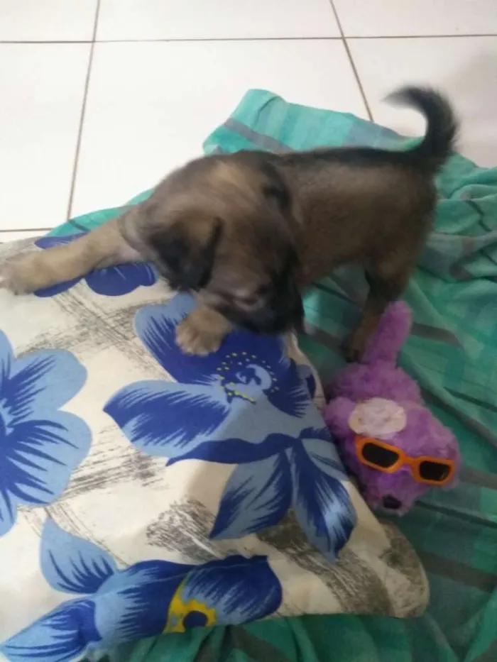 Cachorro ra a Vira lata idade 2 a 6 meses nome Sem nome