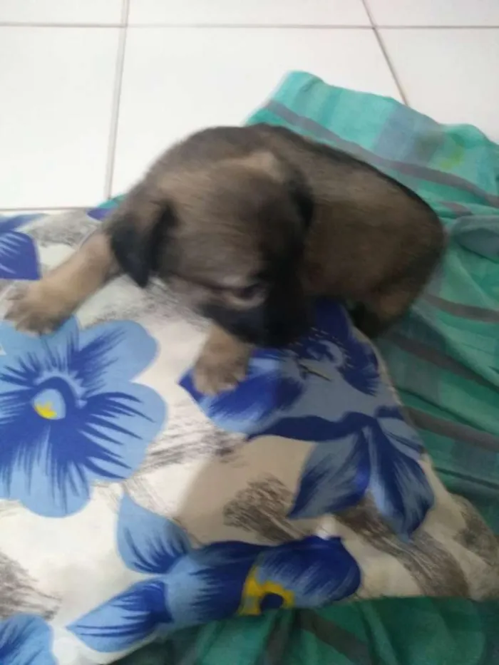 Cachorro ra a Vira lata idade 2 a 6 meses nome Sem nome