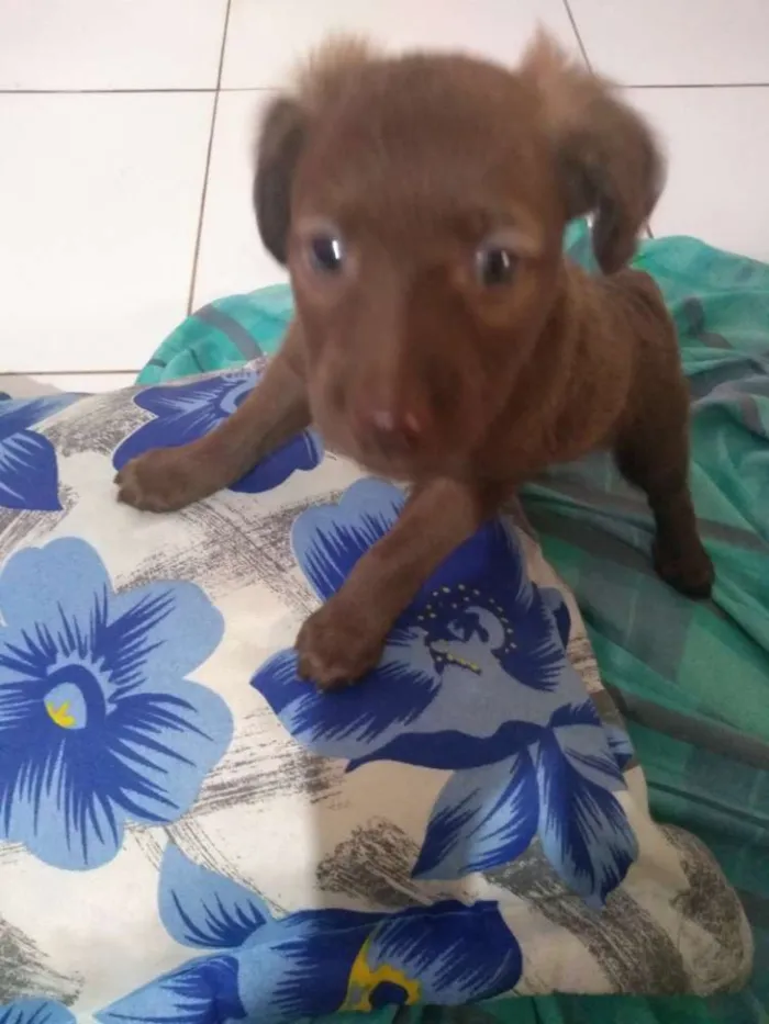 Cachorro ra a Vira lata idade 2 a 6 meses nome Sem nome