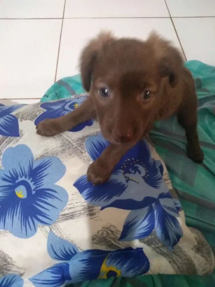 Cachorro ra a Vira lata idade 2 a 6 meses nome Sem nome