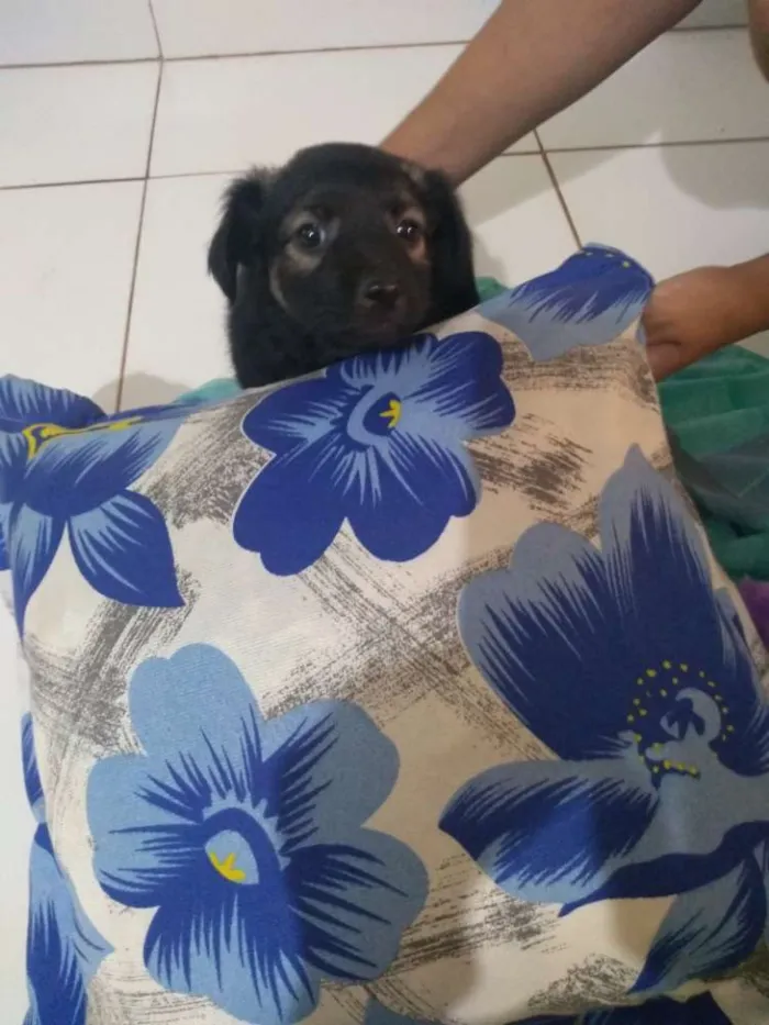 Cachorro ra a Vira lata idade 2 a 6 meses nome Sem nome