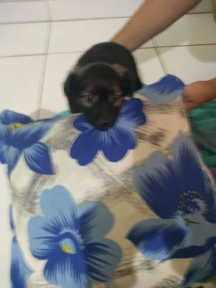 Cachorro ra a Vira lata idade 2 a 6 meses nome Sem nome