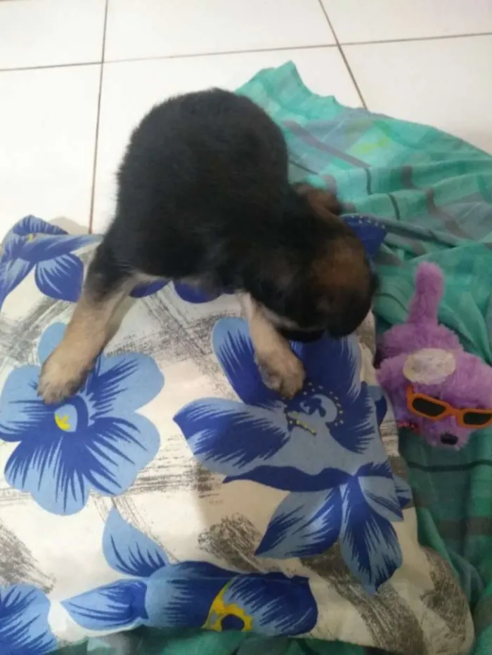 Cachorro ra a Vira lata idade 2 a 6 meses nome Sem nome