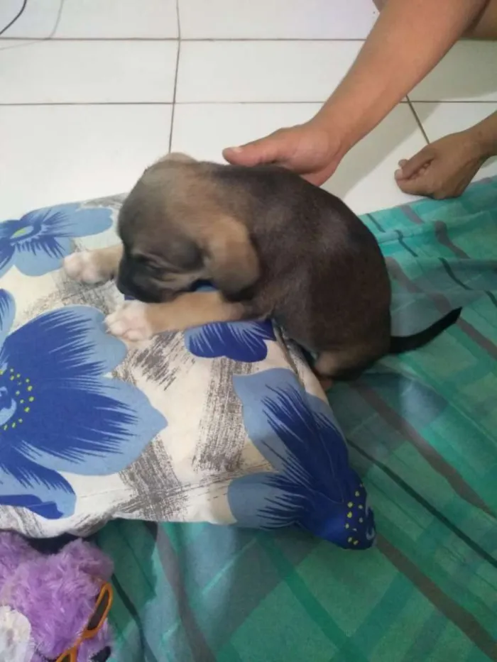 Cachorro ra a Vira lata idade 2 a 6 meses nome Sem nome