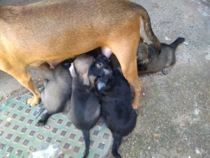 Cachorro ra a Vira lata idade 2 a 6 meses nome Sem nome