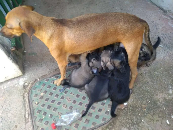 Cachorro ra a Vira lata idade 2 a 6 meses nome Sem nome