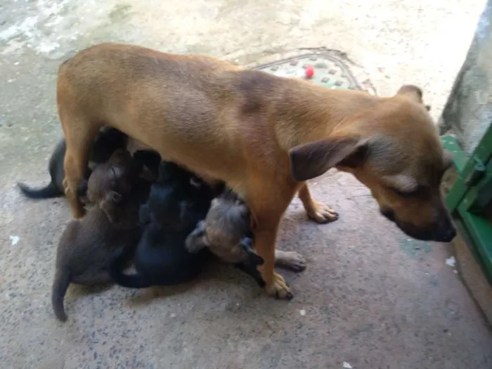 Cachorro ra a Vira lata idade 2 a 6 meses nome Sem nome