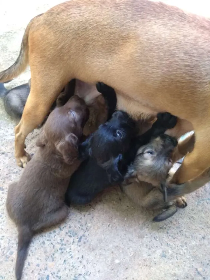 Cachorro ra a Vira lata idade 2 a 6 meses nome Sem nome