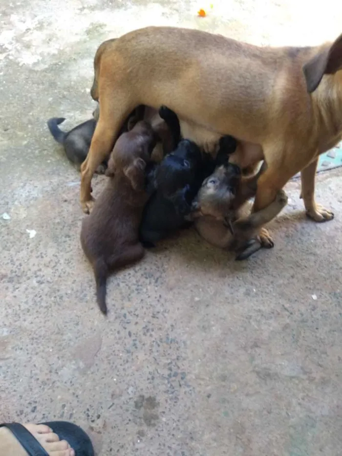 Cachorro ra a Vira lata idade 2 a 6 meses nome Sem nome