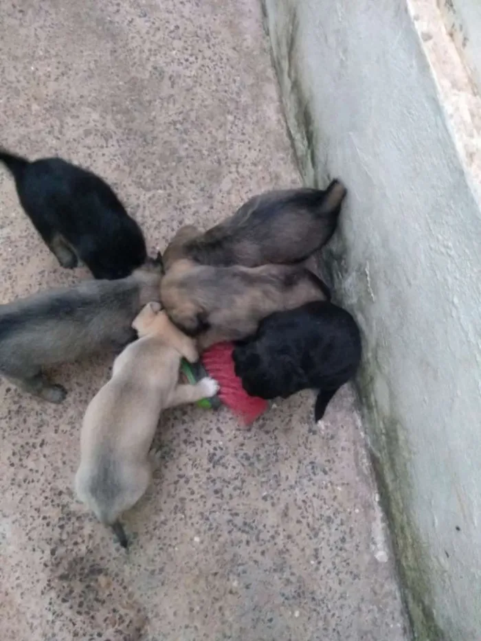 Cachorro ra a Vira lata idade 2 a 6 meses nome Sem nome