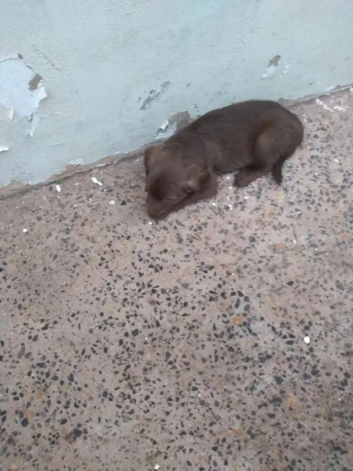 Cachorro ra a Vira lata idade 2 a 6 meses nome Sem nome