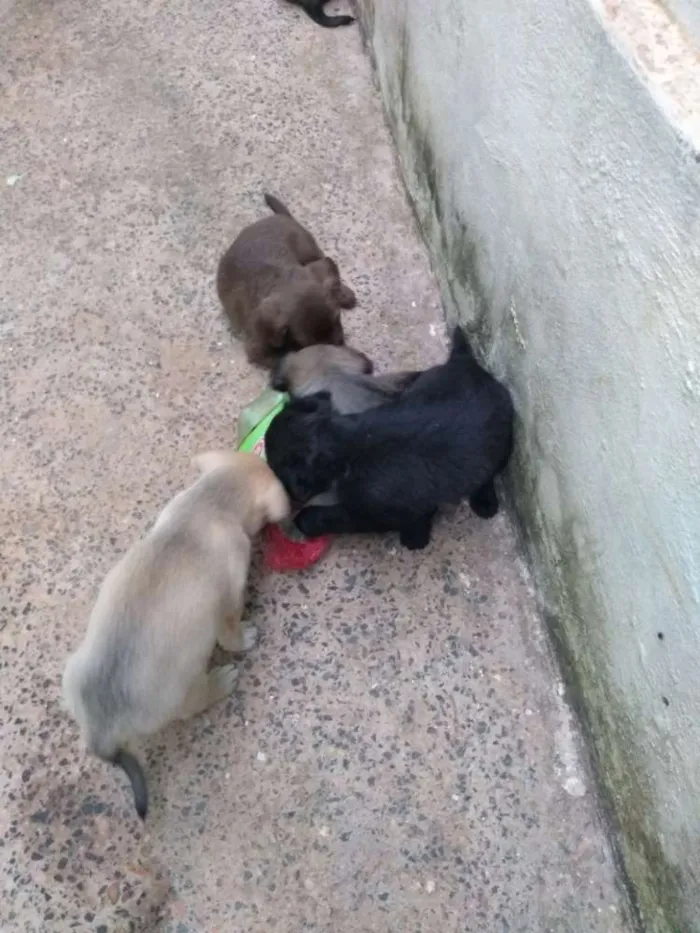 Cachorro ra a Vira lata idade 2 a 6 meses nome Sem nome