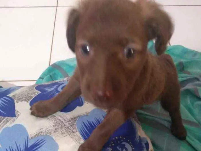 Cachorro ra a Vira lata idade 2 a 6 meses nome Sem nome