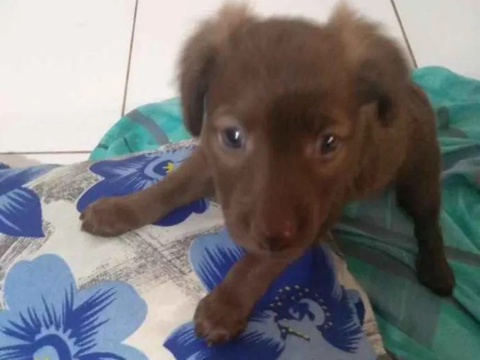 Cachorro ra a Vira lata idade 2 a 6 meses nome Sem nome