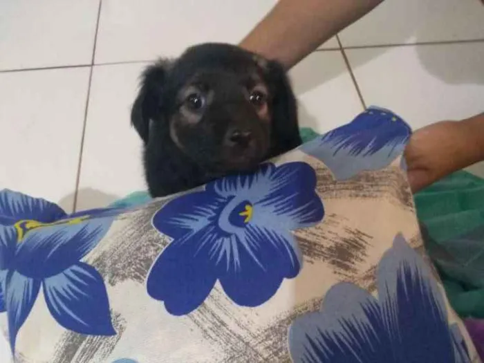 Cachorro ra a Vira lata idade 2 a 6 meses nome Sem nome