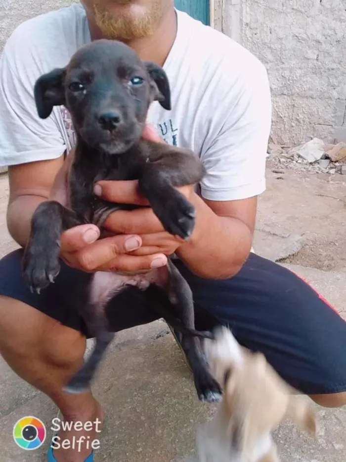 Cachorro raça Vira-lata idade 2 a 6 meses nome Teddy e pantera
