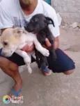 Teddy e pantera