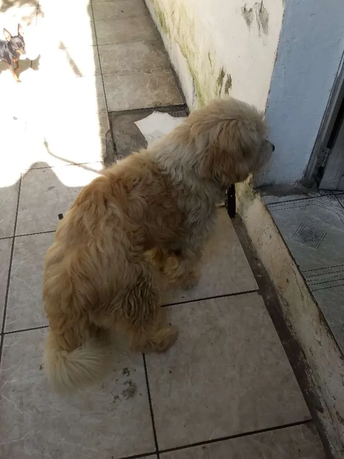 Cachorro ra a Viralata idade 6 ou mais anos nome Billy