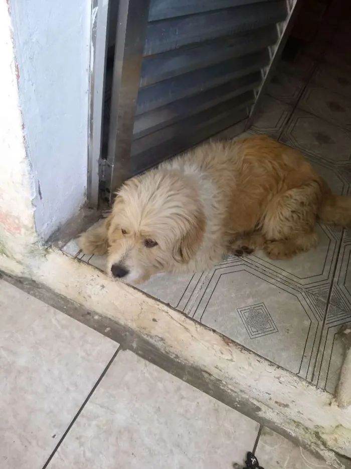 Cachorro ra a Viralata idade 6 ou mais anos nome Billy