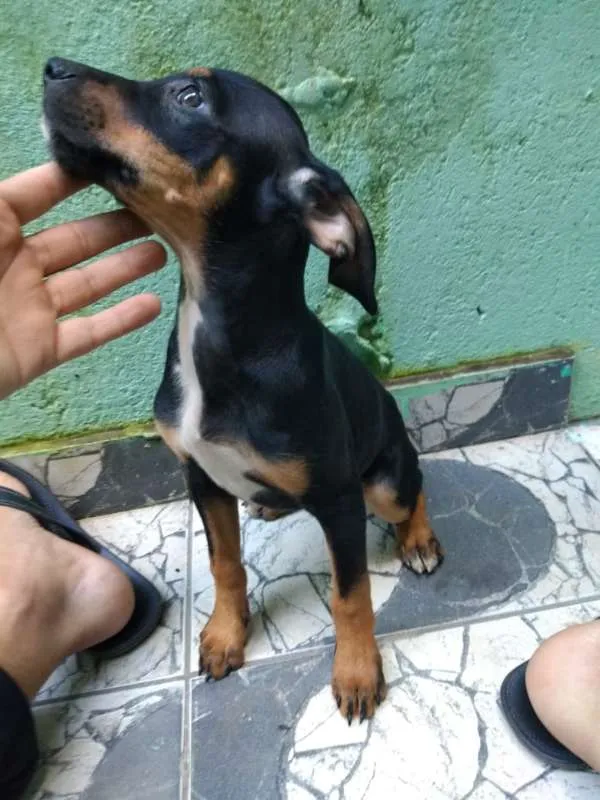 Cachorro ra a Boxer com SDR idade 2 a 6 meses nome Filhotes