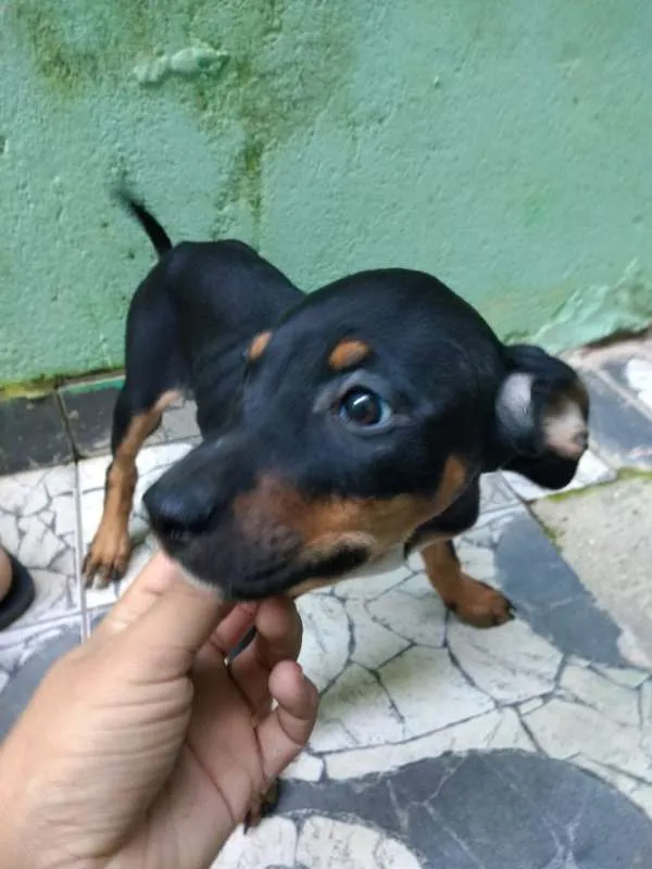 Cachorro ra a Boxer com SDR idade 2 a 6 meses nome Filhotes