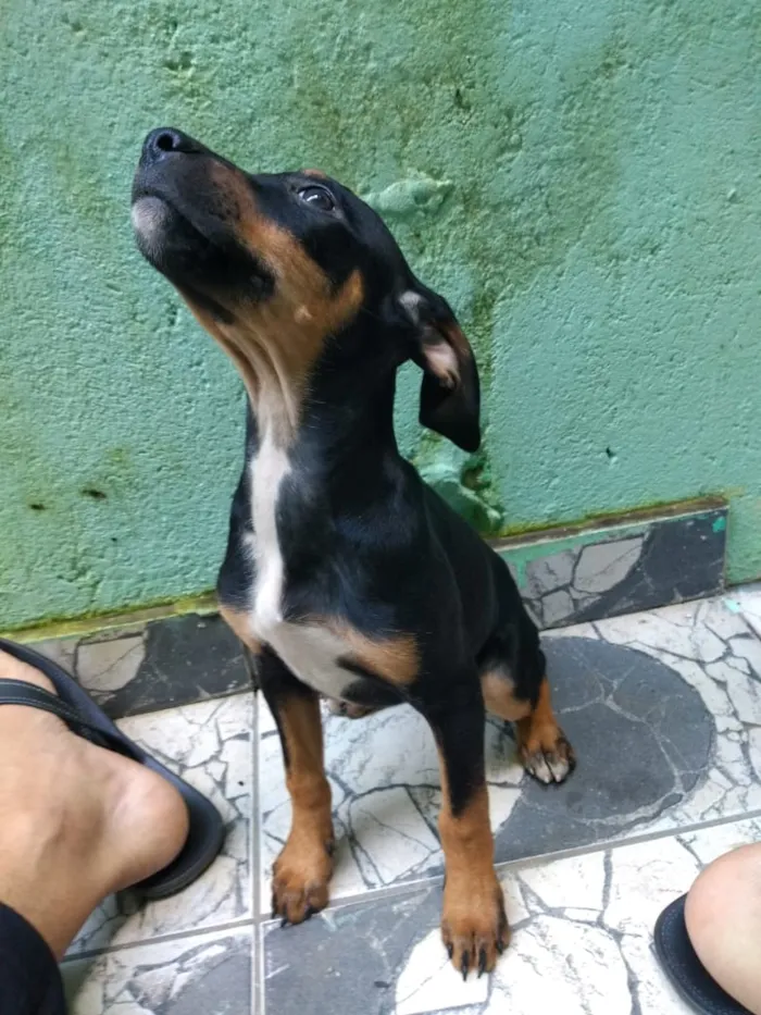 Cachorro ra a Boxer com SDR idade 2 a 6 meses nome Filhotes