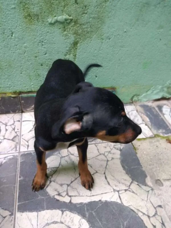 Cachorro ra a Boxer com SDR idade 2 a 6 meses nome Filhotes