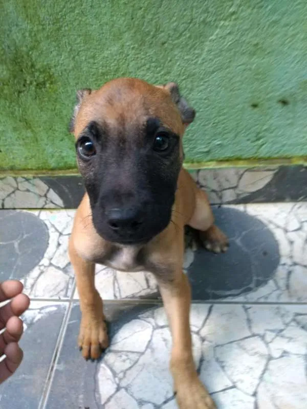 Cachorro ra a Boxer com SDR idade 2 a 6 meses nome Filhotes