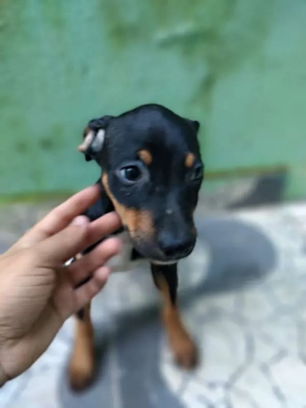 Cachorro ra a Boxer com SDR idade 2 a 6 meses nome Filhotes