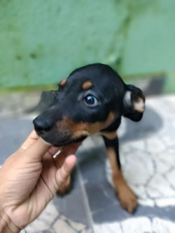 Cachorro ra a Boxer com SDR idade 2 a 6 meses nome Filhotes